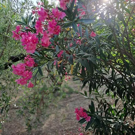 Hotel Zafira Retreat Vatopédhion